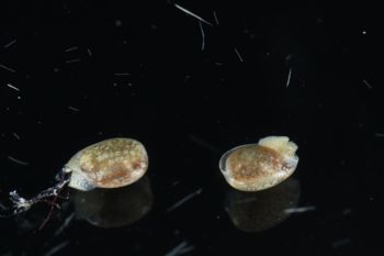 Media type: image;   Malacology 393728 Description: live specimen;